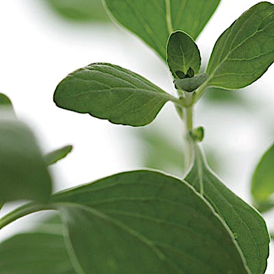 Cover image for Culinary pleasure at one with nature