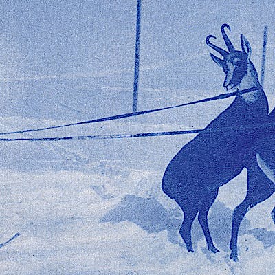Cover image for Multi-faceted History of Skiing